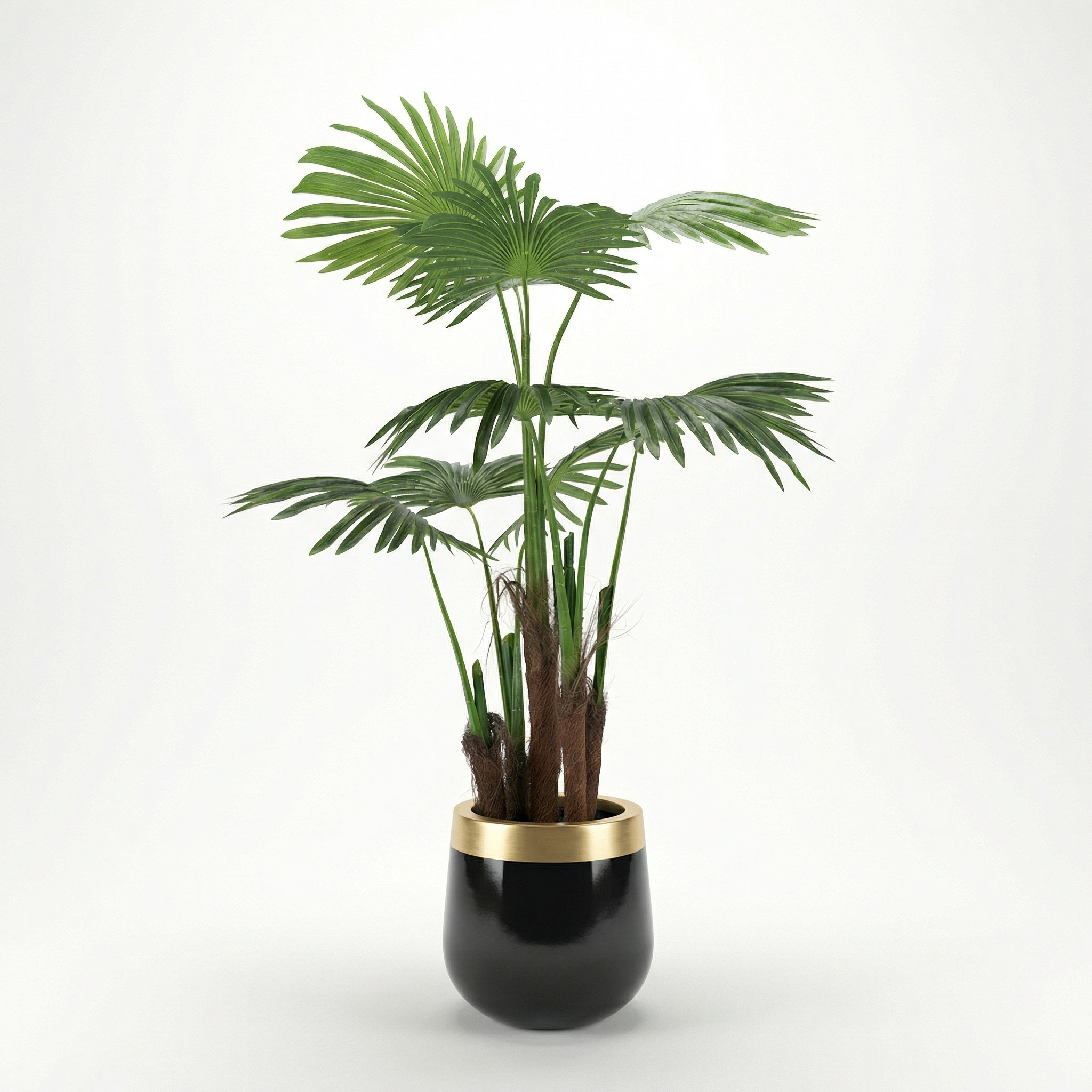 Ruffled Fan Palm