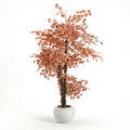 Lemon Qateefa Tree