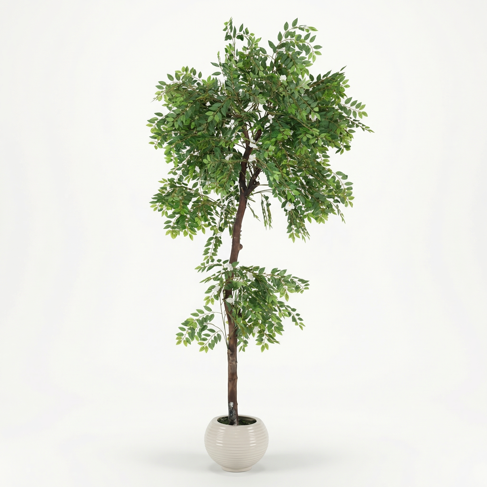 Large Natural-Trunk Mlalim Tre