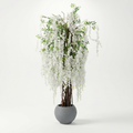 Prunus serrulata ‘Shirotae