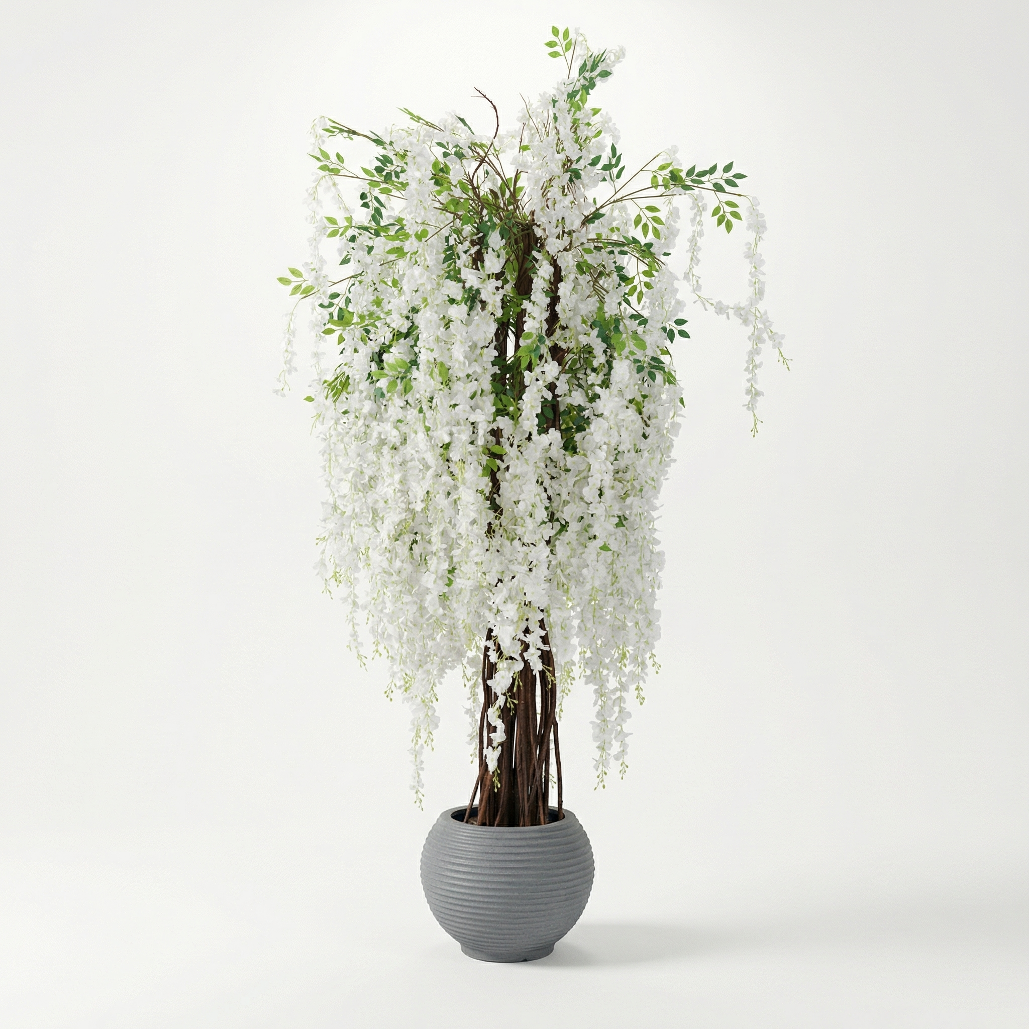Prunus serrulata ‘Shirotae