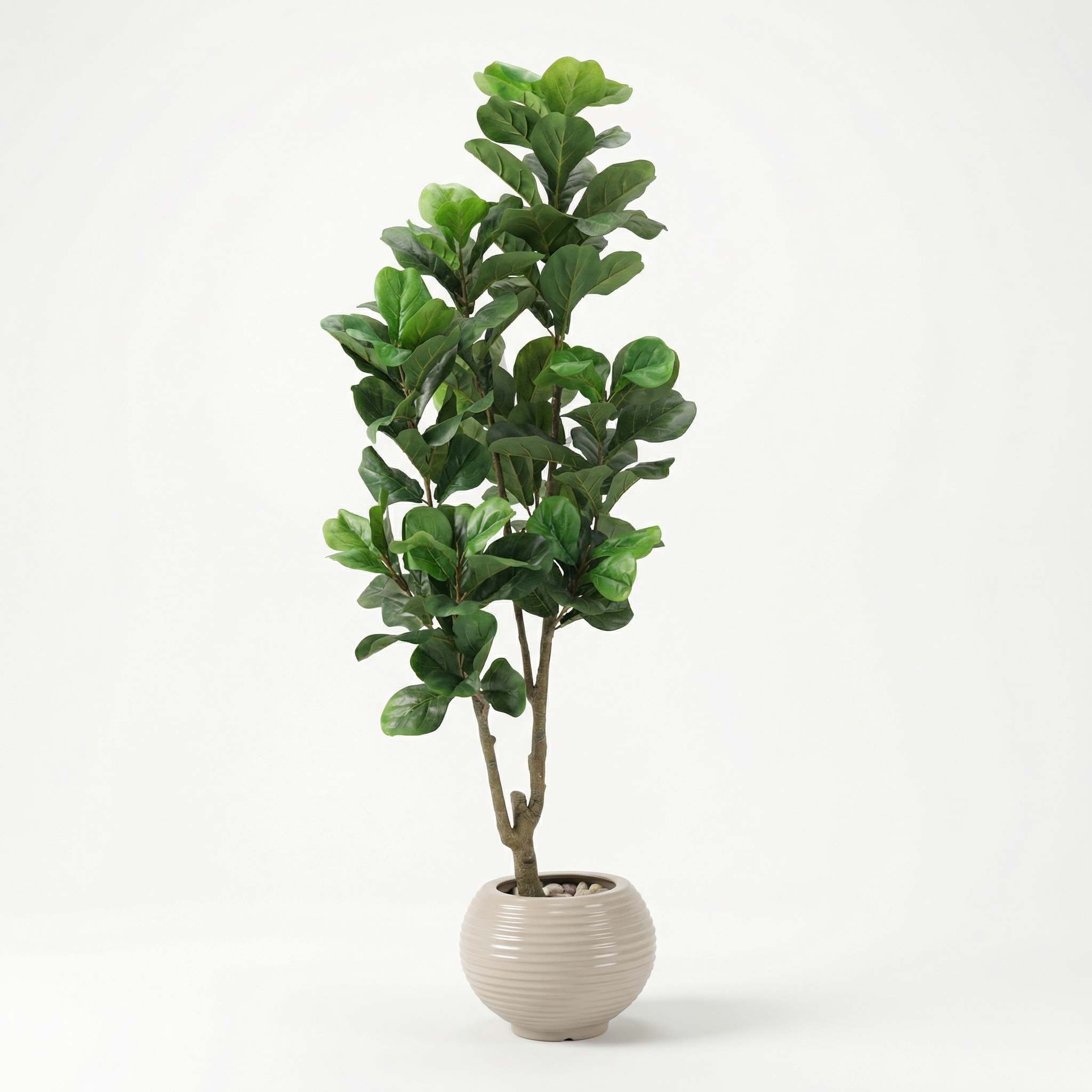 Dracaena Tree