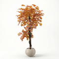 Red Grape Leaf Tree with Natural Trunk