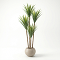 Yucca Tree