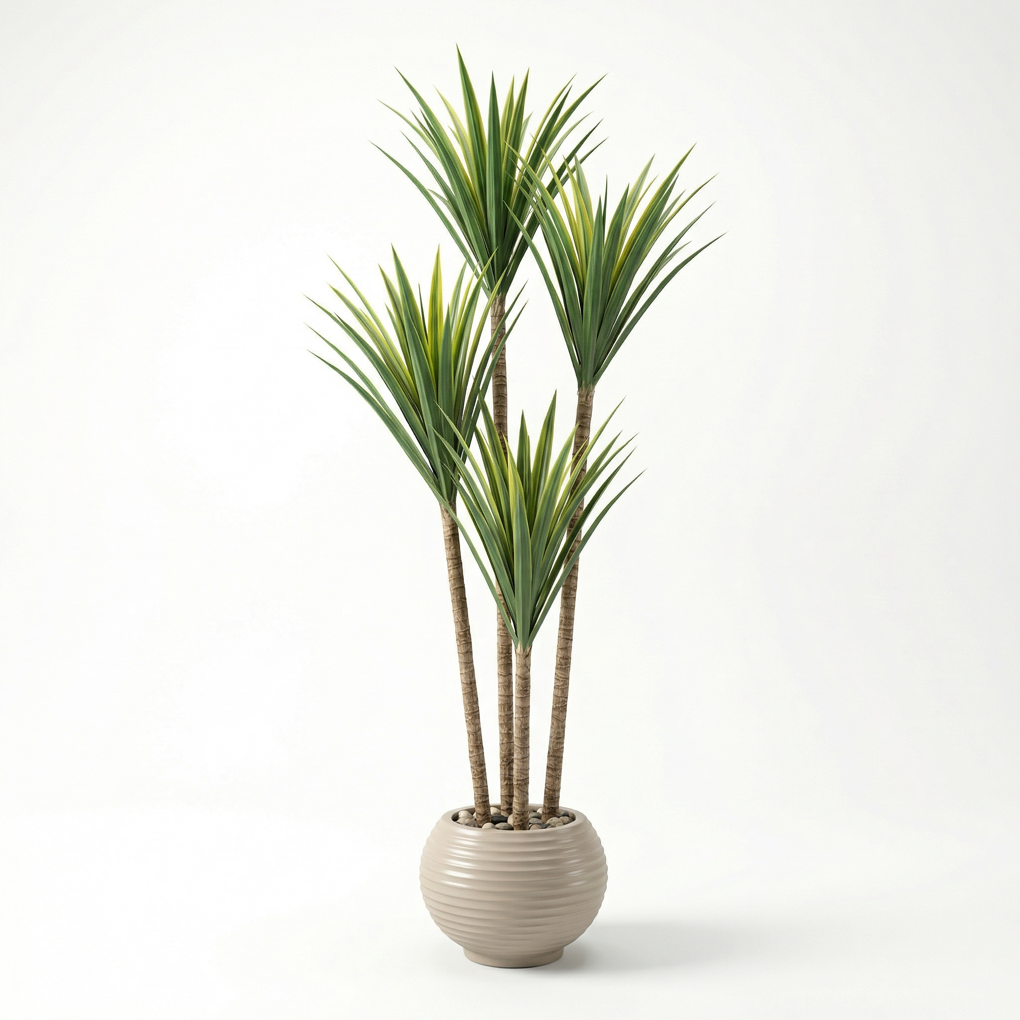 Yucca Tree