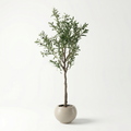 Olive Tree
