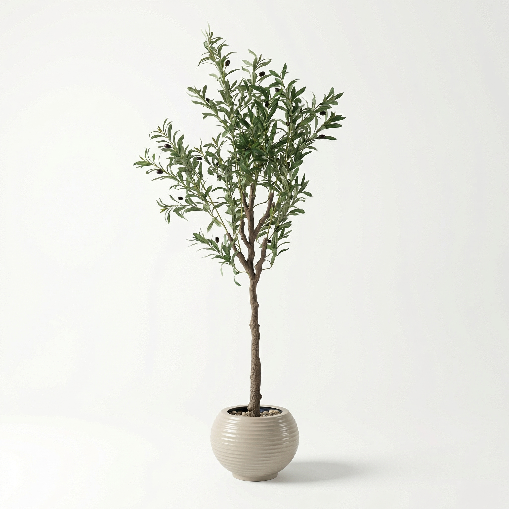 Olive Tree