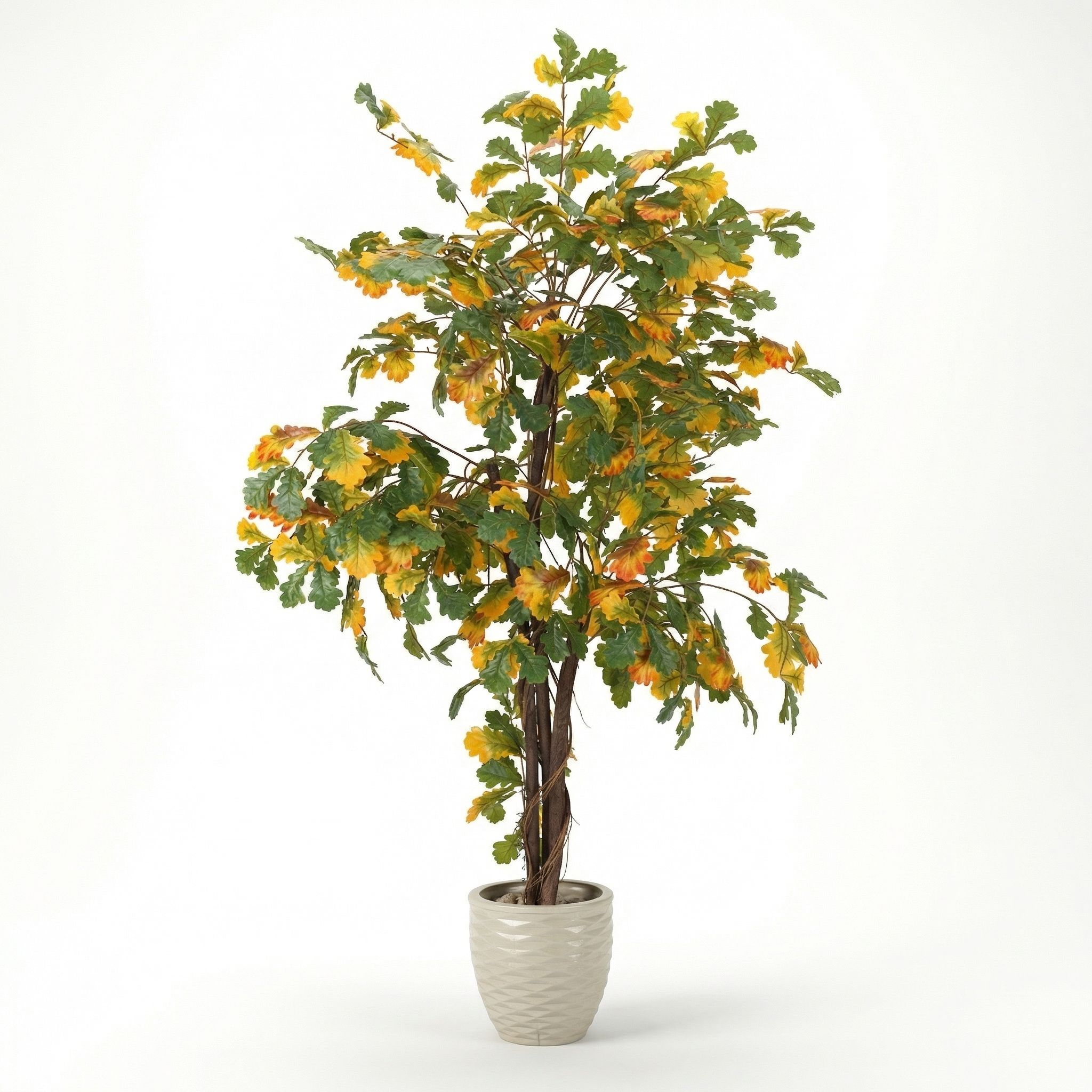 Lauan Serrated Tree