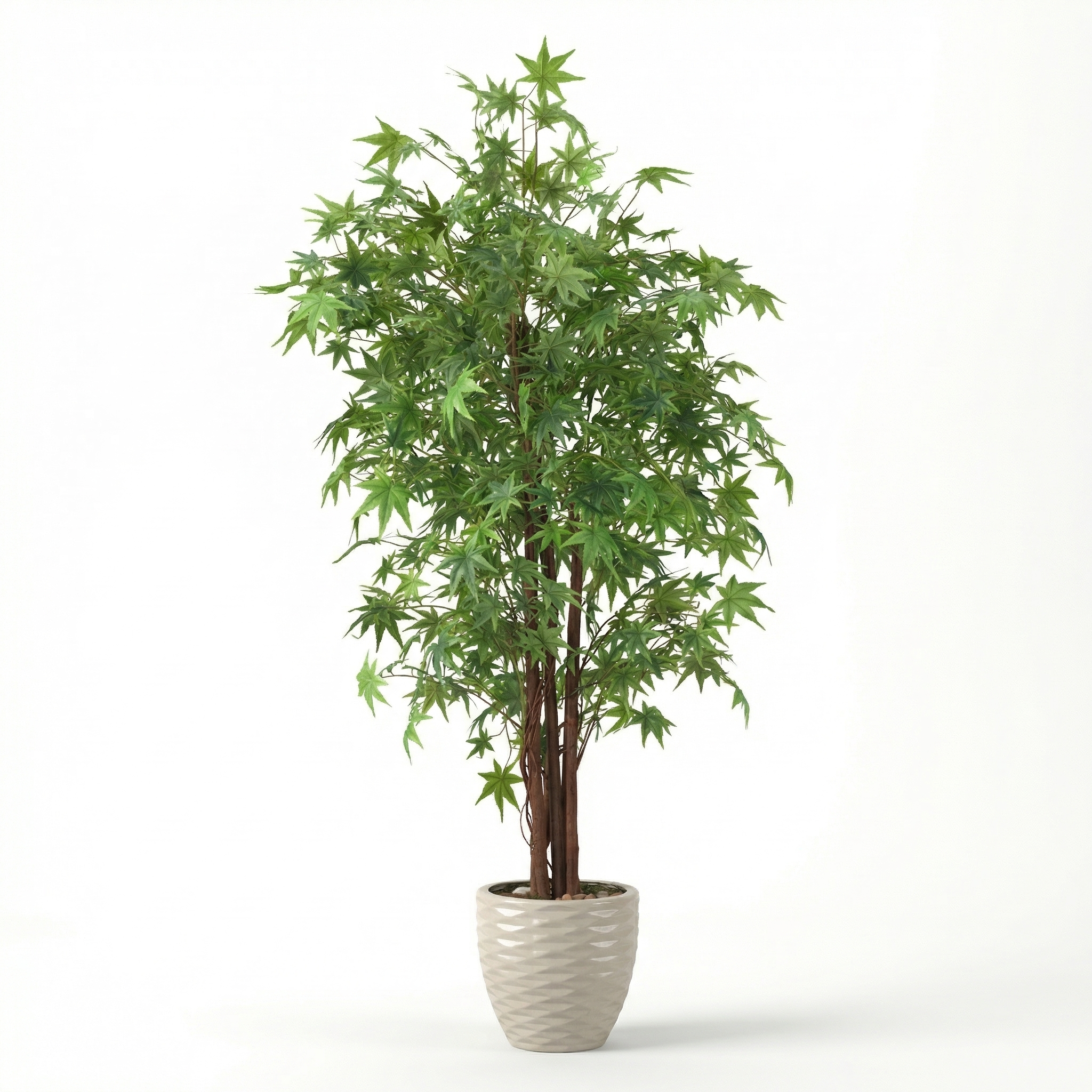 Star Tree