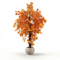 Autumn Tree