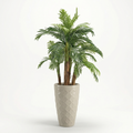 Areca Palm with 5 Trunks