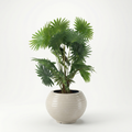 Latania Palm Tree