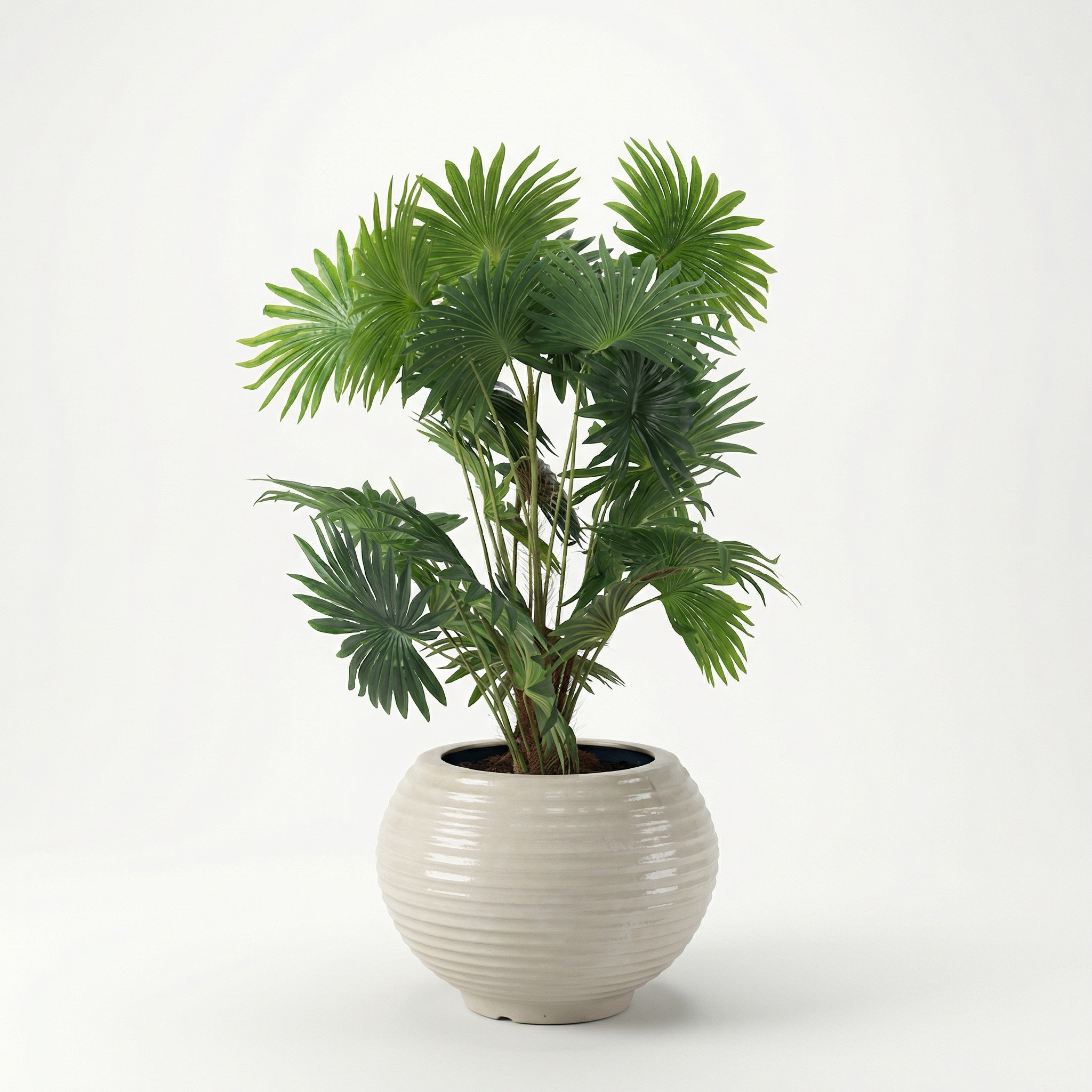 Latania Palm Tree
