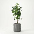 Dwarf Umbrella Tree