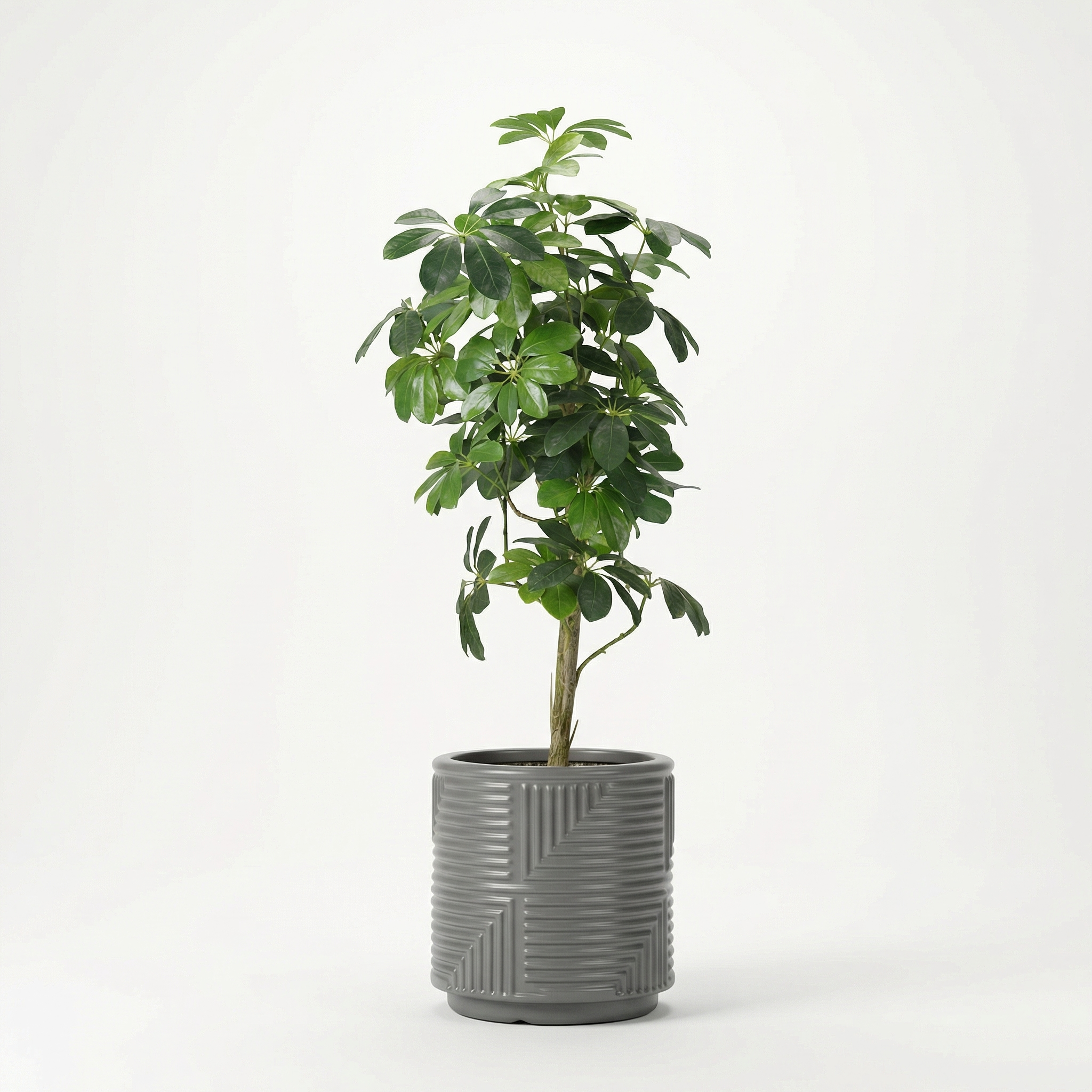 Dwarf Umbrella Tree