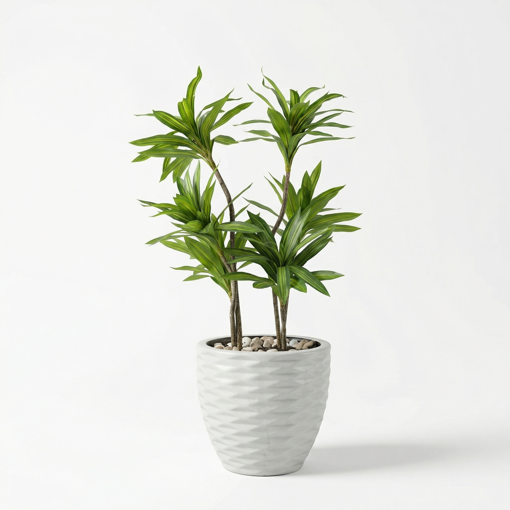 Dracaena