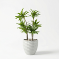 Dracaena