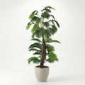 Sago Palm