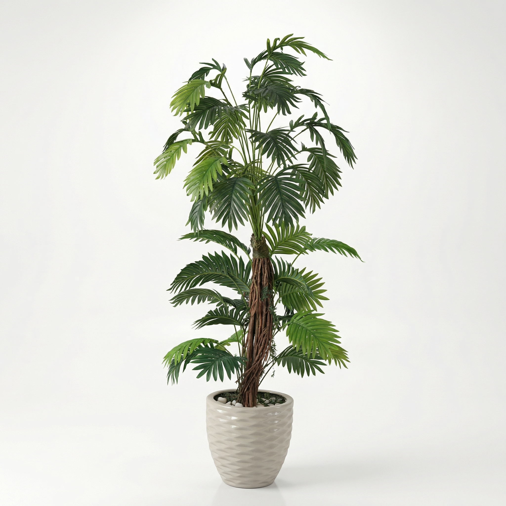 Sago Palm