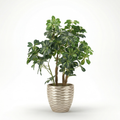 Schefflera arboricola