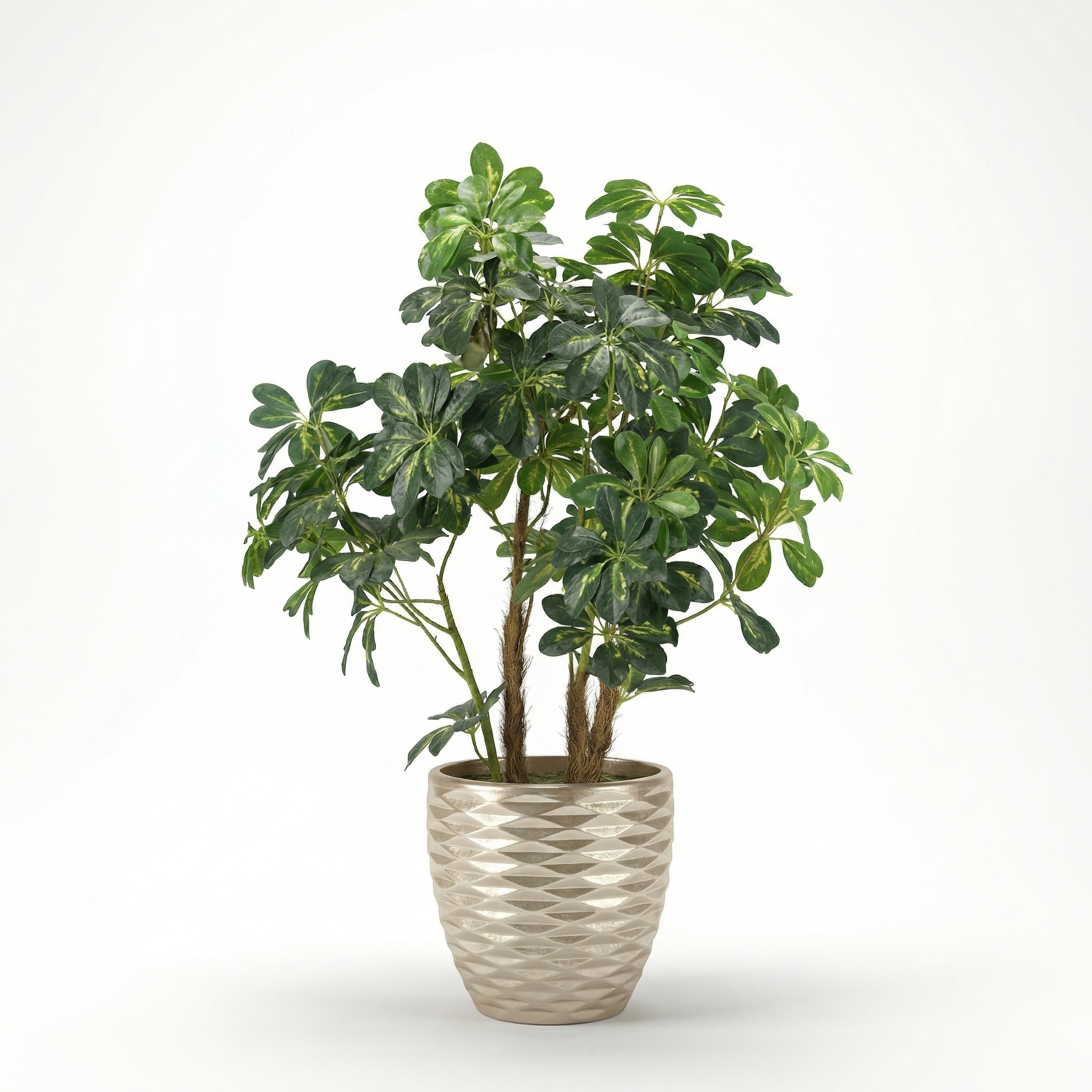 Schefflera arboricola