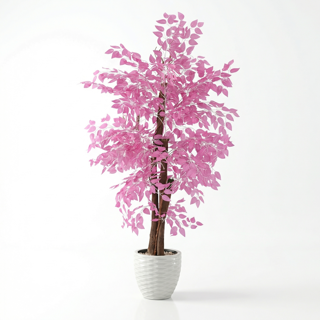 Ficus Benjamina