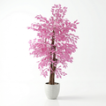 Ficus Benjamina