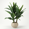 Corn Plant