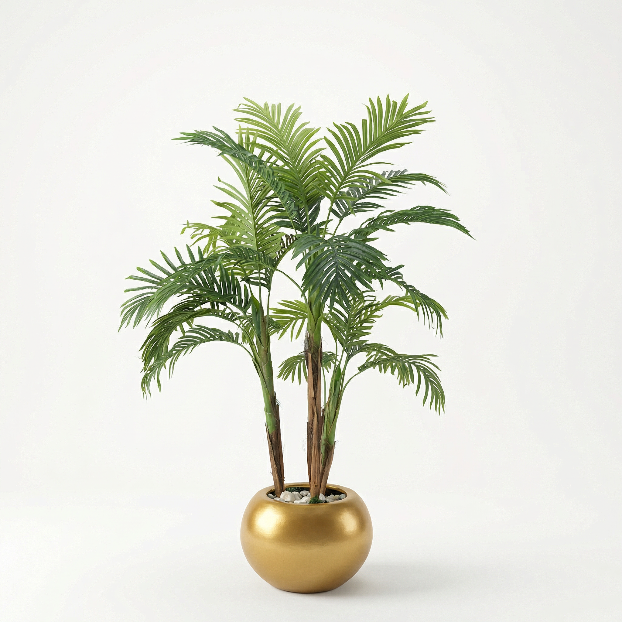 Areca Palm with 3 Trunks