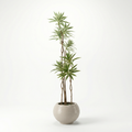 Dracaena tree head 7