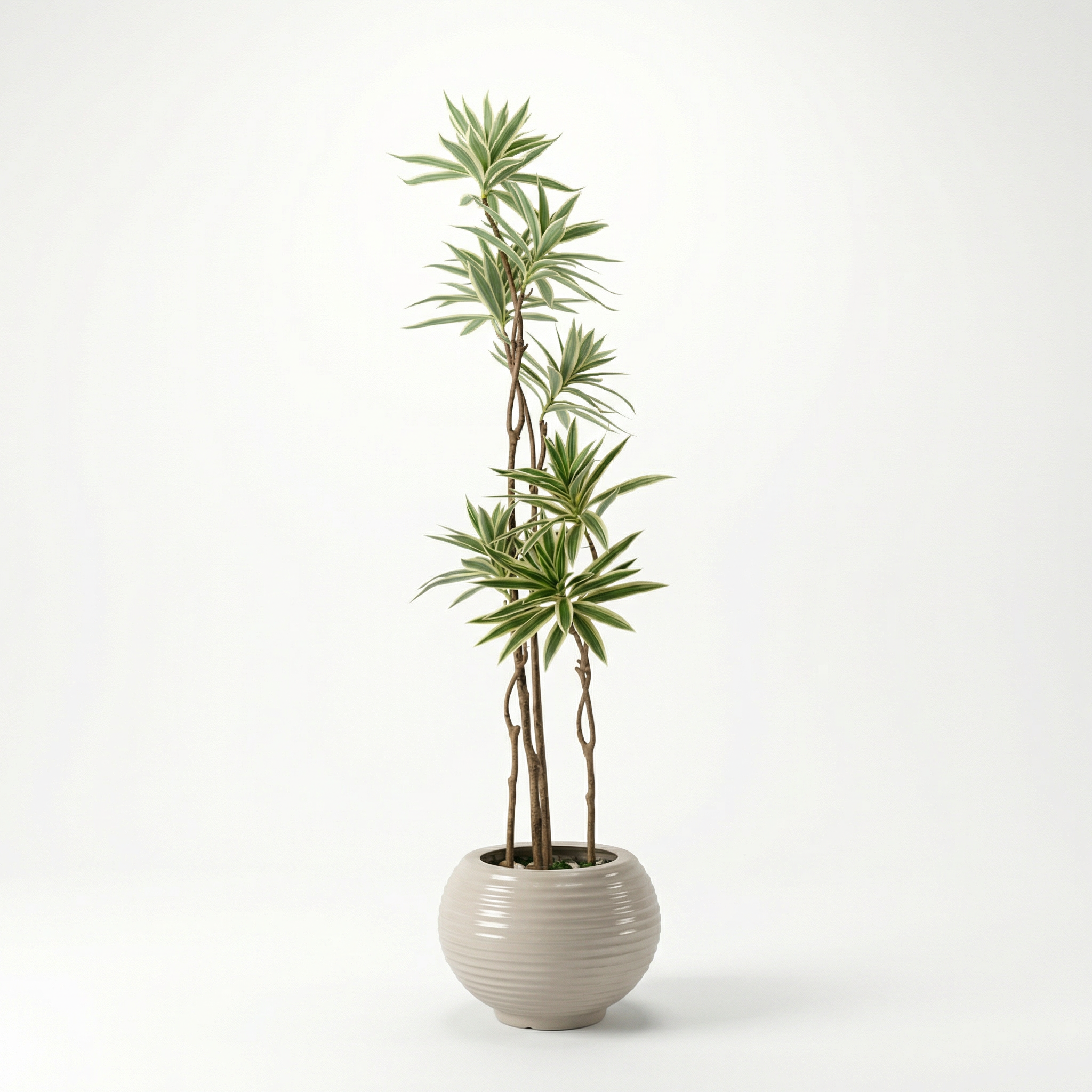 Dracaena tree head 7