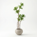 Dracaena tree