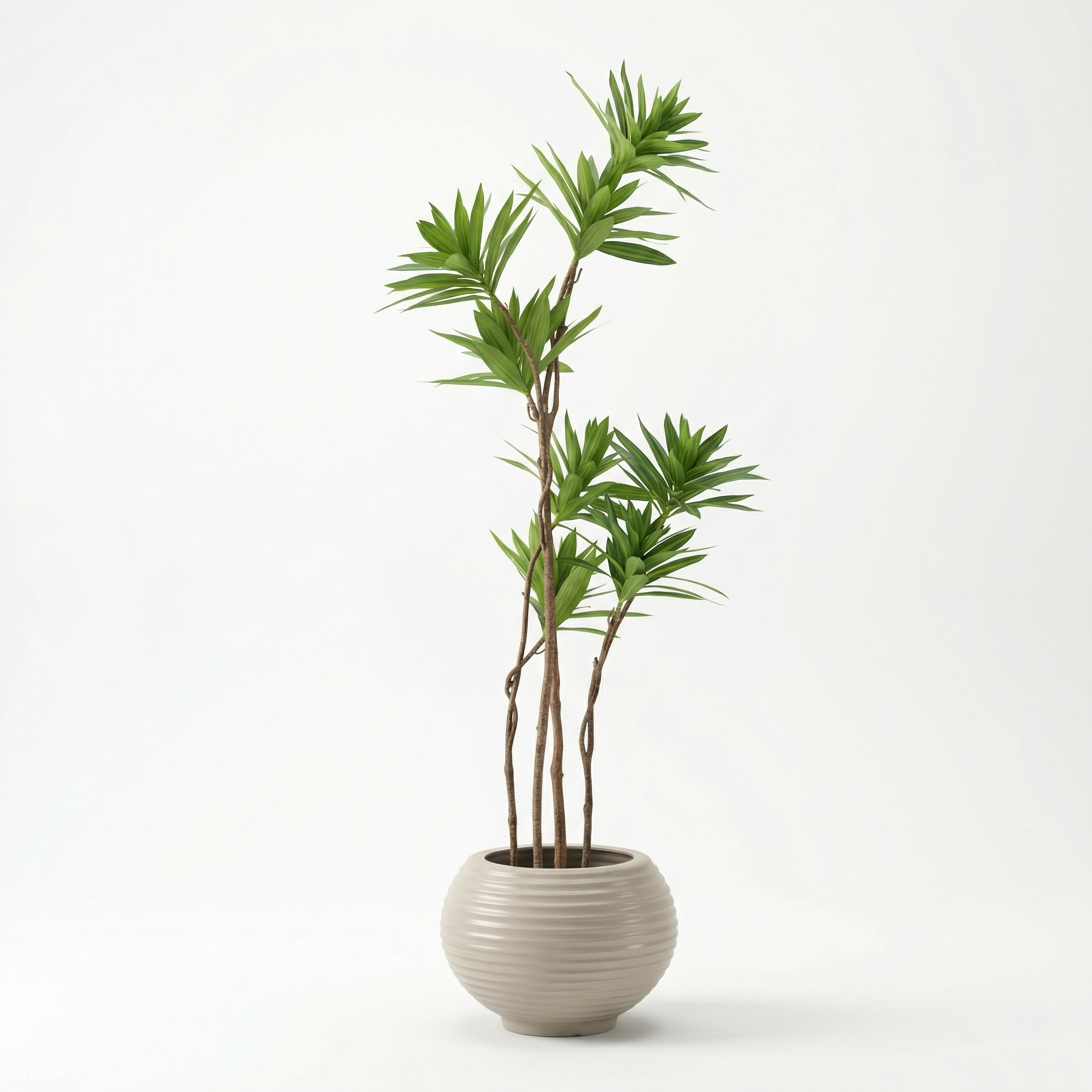 Dracaena tree