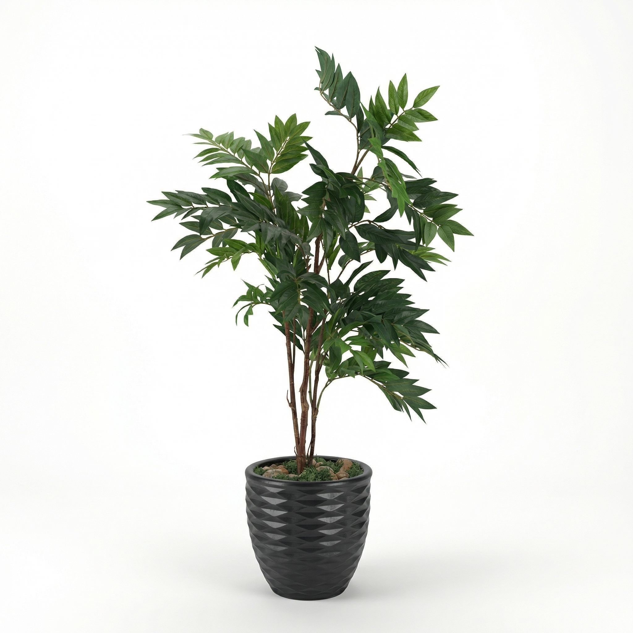 Olive Tree Trunk