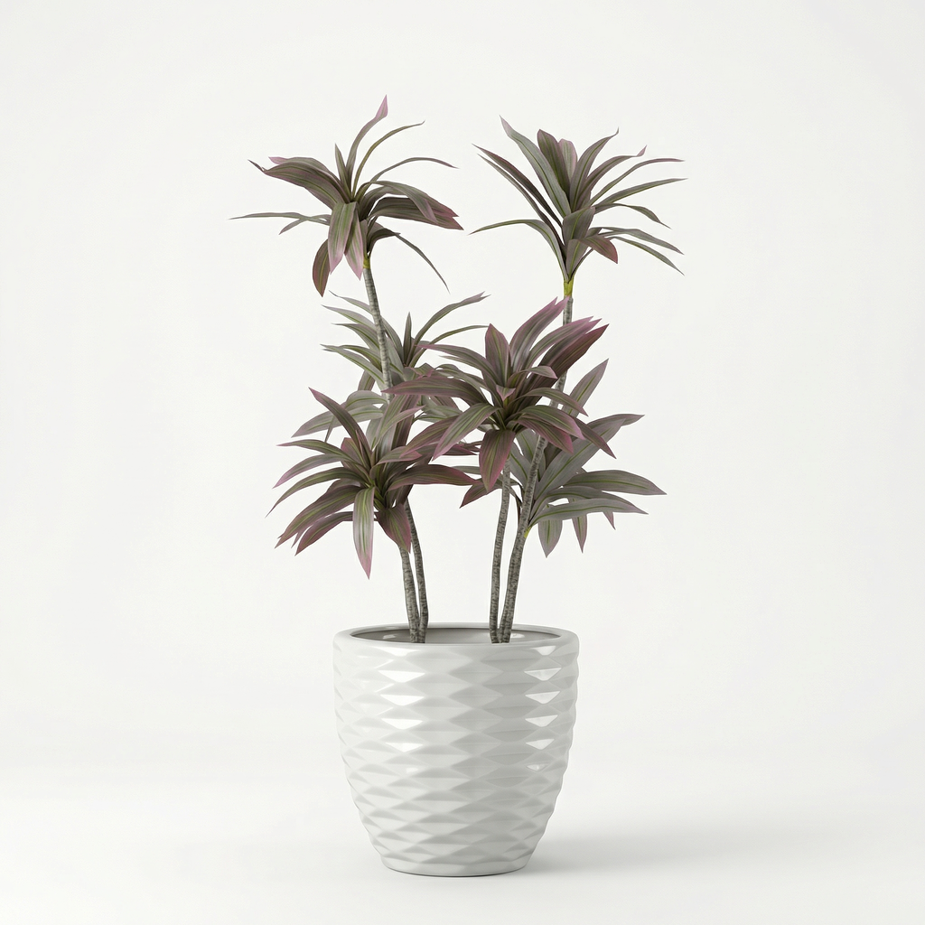 Dracaena
