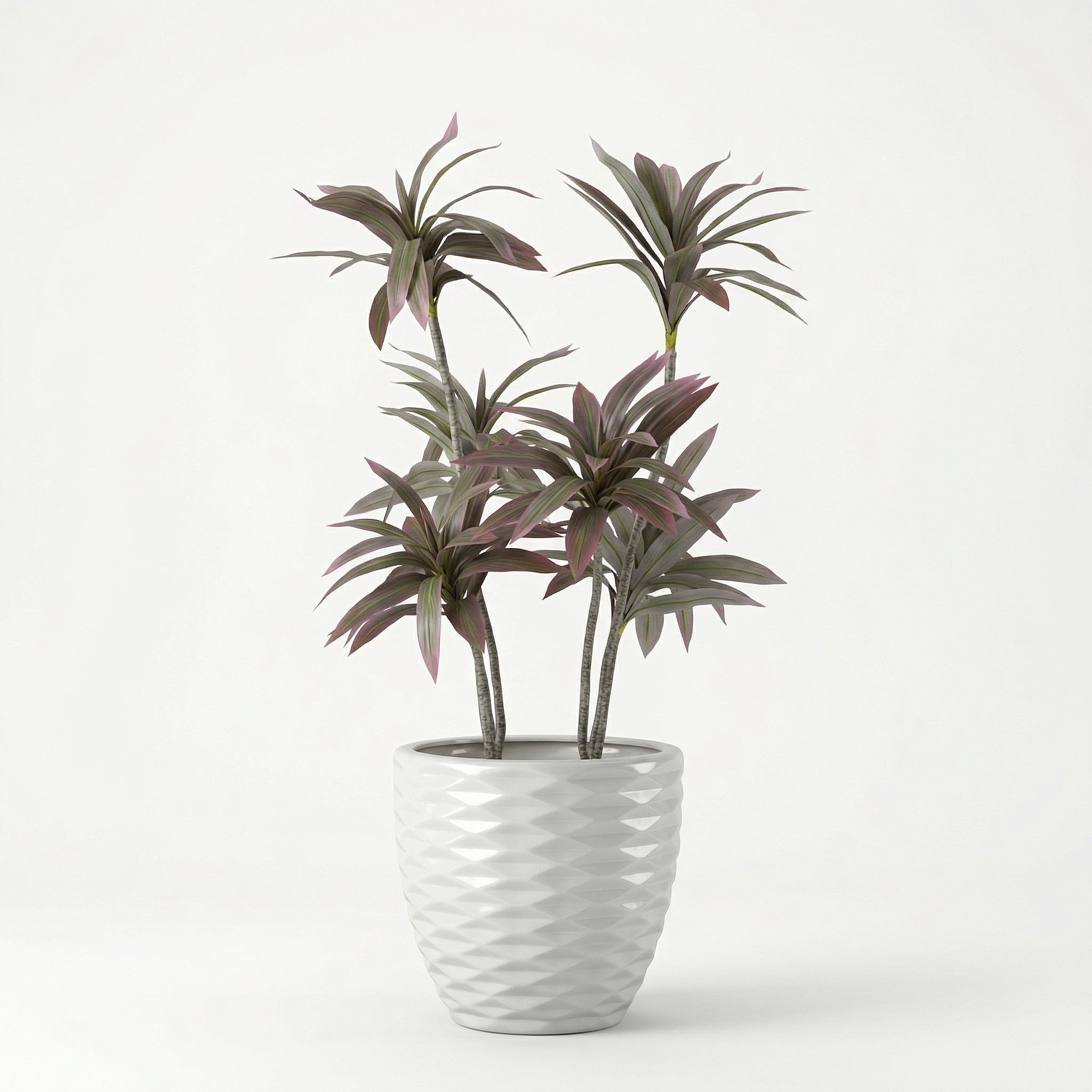 Dracaena