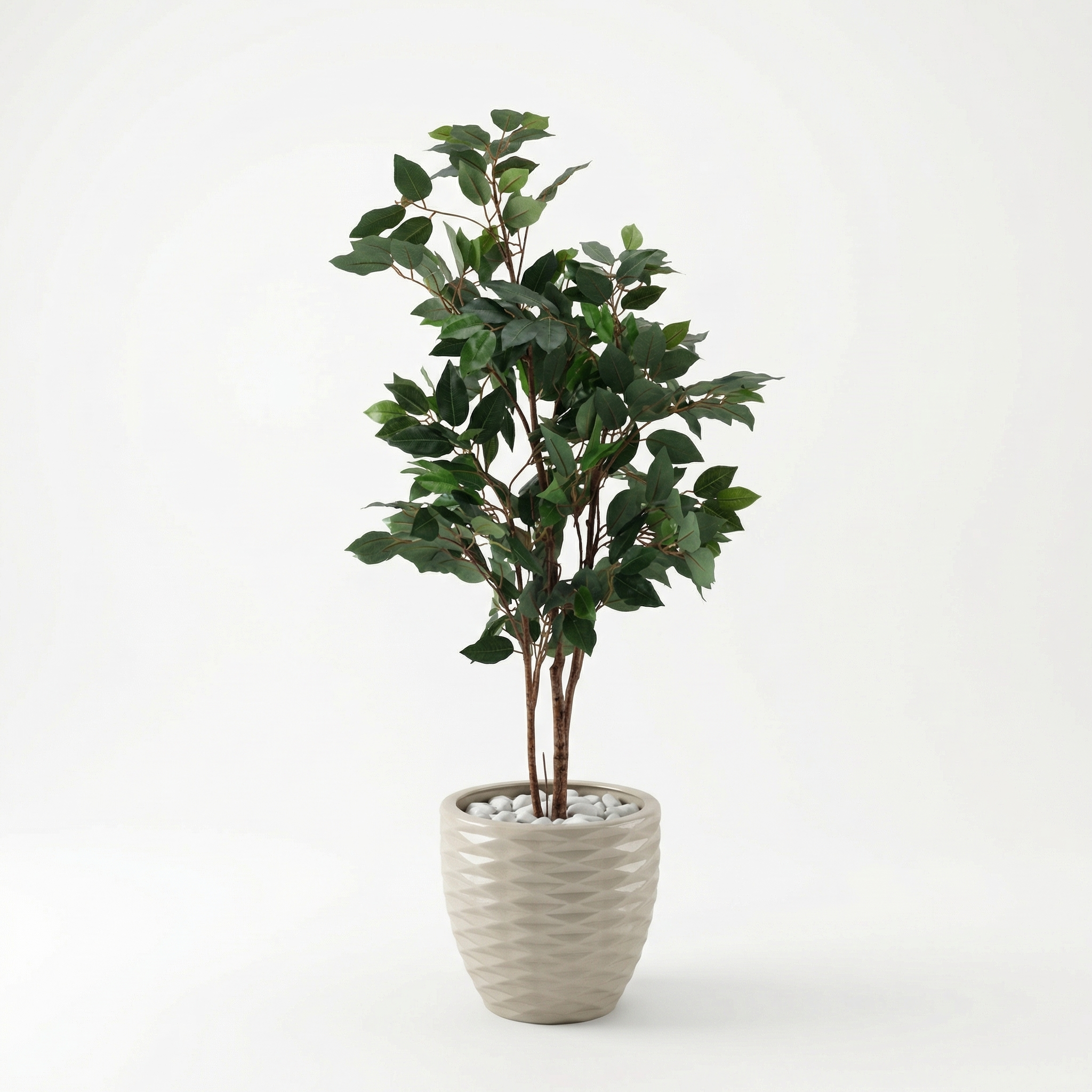 Weeping Fig