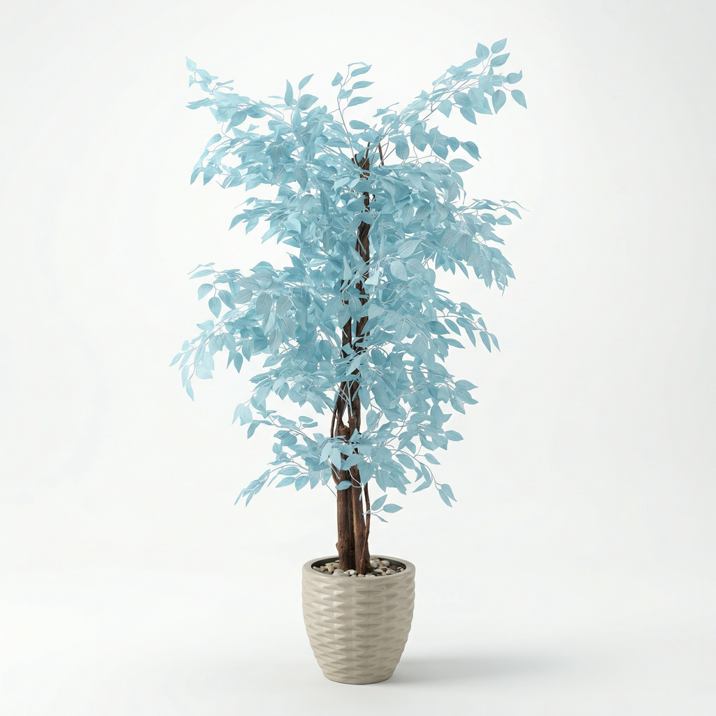 Ficus Benjamina