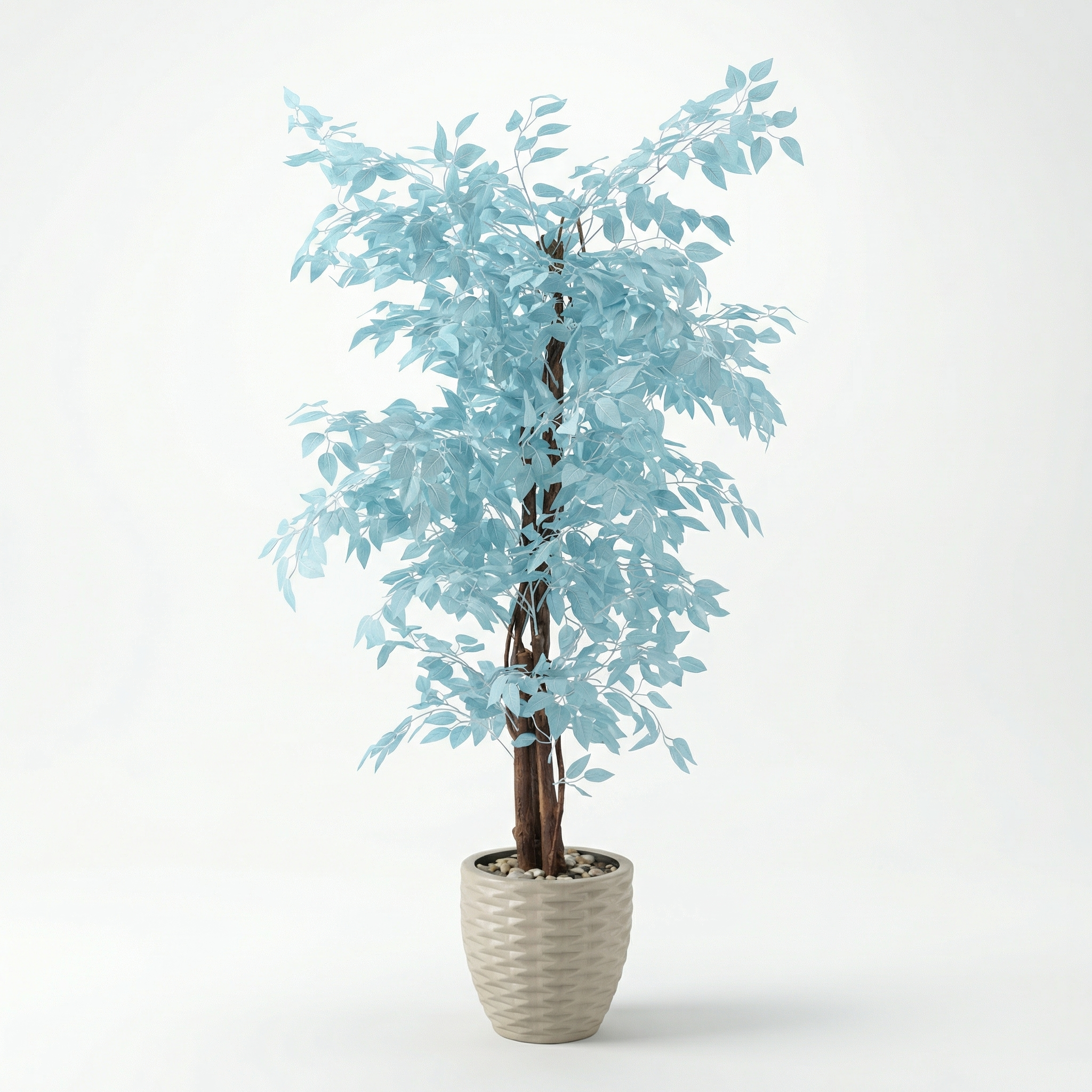 Ficus Benjamina