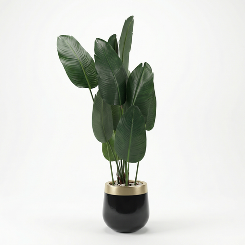 Banana Tree