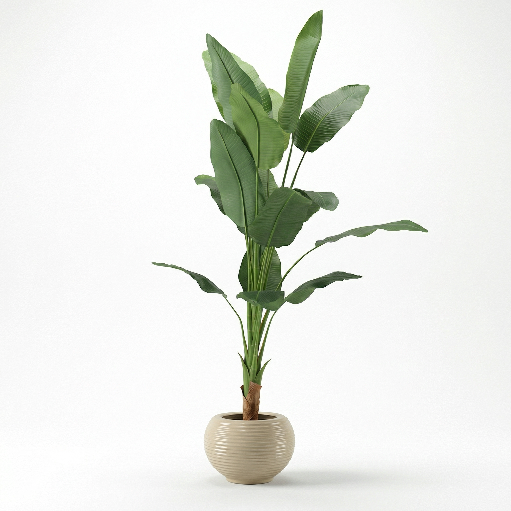 Banana Tree