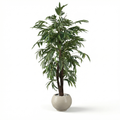 Mango Tree