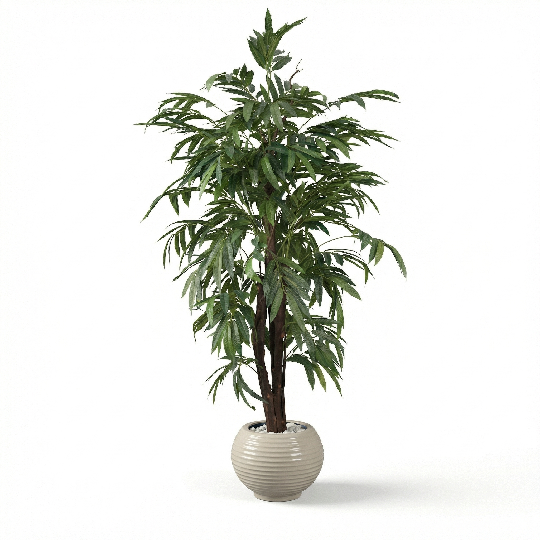 Mango Tree