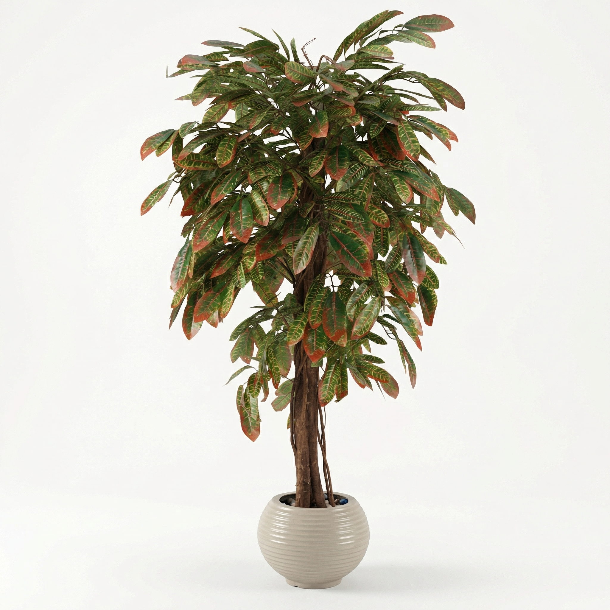 Crinum Plant