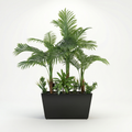 Areca Planter