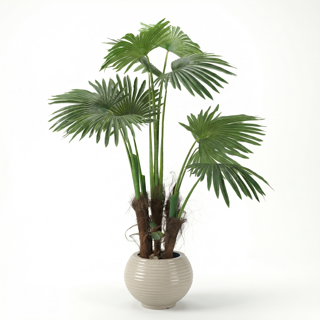 Ruffled Fan Palm