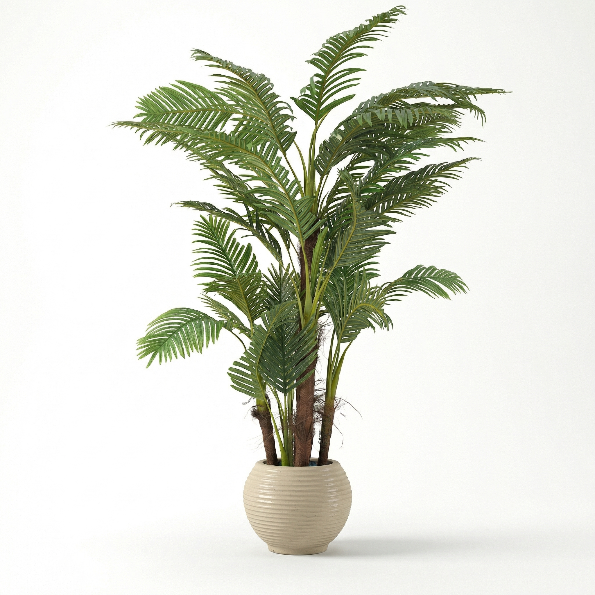 Palm Tree with 5 Trunks