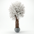 Jumbo Apricot Tree