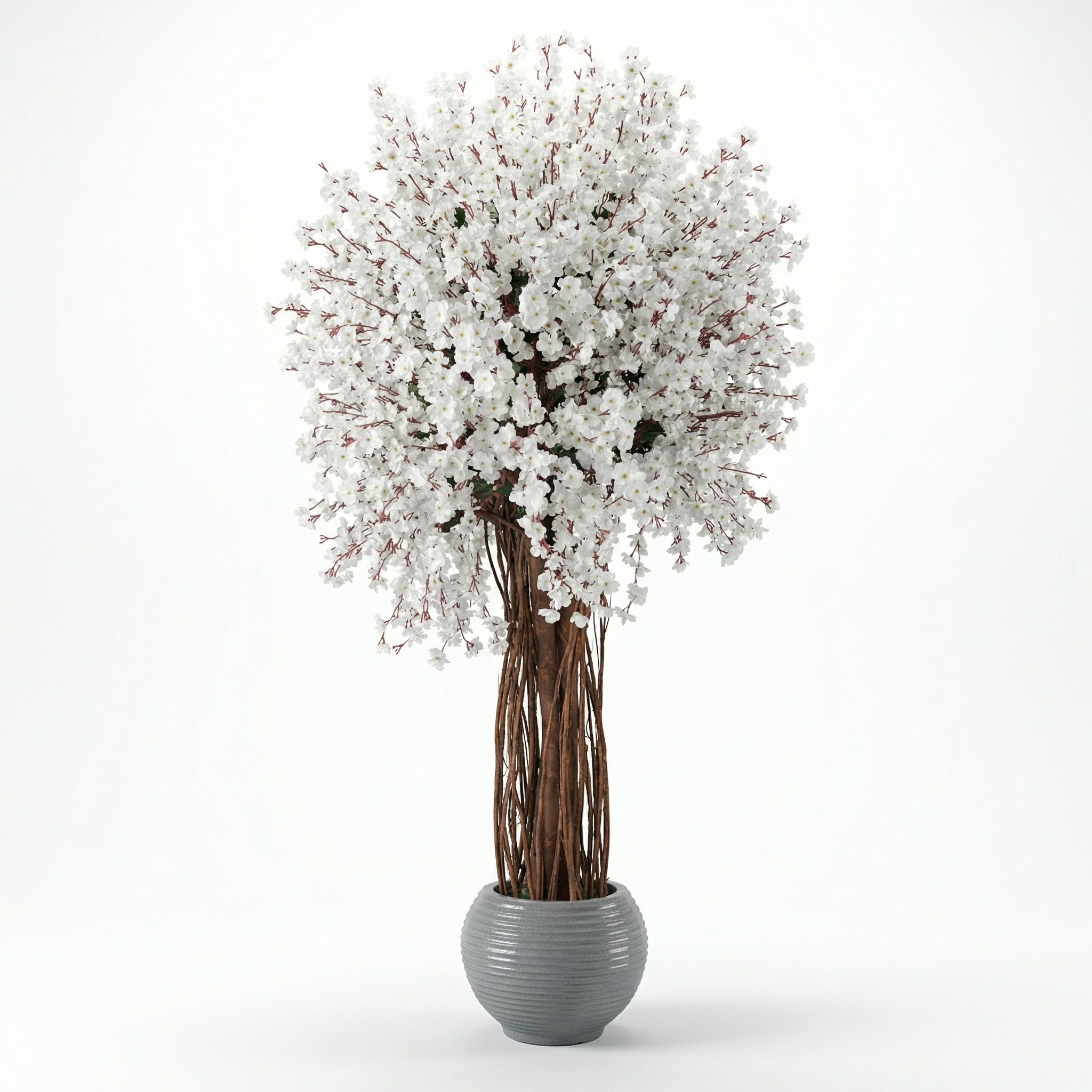 Jumbo Apricot Tree
