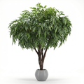 Large Mango Tree